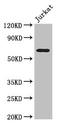 Solute Carrier Family 38 Member 9 antibody, LS-C679506, Lifespan Biosciences, Western Blot image 