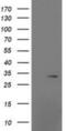 Mitochondrial Ribosomal Protein S2 antibody, NBP2-03292, Novus Biologicals, Western Blot image 