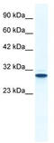 Annexin A5 antibody, TA341646, Origene, Western Blot image 
