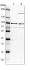 Hephaestin antibody, PA5-52214, Invitrogen Antibodies, Western Blot image 