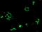 Matrix Metallopeptidase 9 antibody, orb100620, Biorbyt, Immunocytochemistry image 