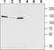 Potassium Voltage-Gated Channel Subfamily Q Member 5 antibody, TA328990, Origene, Western Blot image 