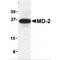 Lymphocyte antigen 96 antibody, TA306161, Origene, Western Blot image 