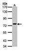 Mcpip antibody, orb73727, Biorbyt, Western Blot image 