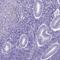 Chromosome 11 Open Reading Frame 42 antibody, PA5-64116, Invitrogen Antibodies, Immunohistochemistry frozen image 
