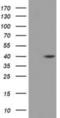 Deoxyhypusine synthase antibody, NBP2-02744, Novus Biologicals, Western Blot image 