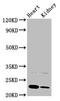 Protein-tyrosine phosphatase mitochondrial 1 antibody, LS-C371667, Lifespan Biosciences, Western Blot image 