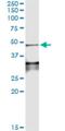 Left-right determination factor 1 antibody, H00010637-M01, Novus Biologicals, Immunoprecipitation image 