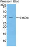 PWWP Domain Containing 3A, DNA Repair Factor antibody, LS-C294771, Lifespan Biosciences, Western Blot image 