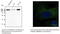 Early Endosome Antigen 1 antibody, AB0006-200, SICGEN, Immunofluorescence image 