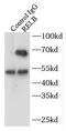 RELB Proto-Oncogene, NF-KB Subunit antibody, FNab07234, FineTest, Immunoprecipitation image 