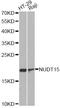Probable 7,8-dihydro-8-oxoguanine triphosphatase NUDT15 antibody, A8368, ABclonal Technology, Western Blot image 