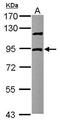Discoidin, CUB And LCCL Domain Containing 2 antibody, PA5-29360, Invitrogen Antibodies, Western Blot image 