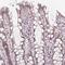 Lysine Acetyltransferase 6A antibody, HPA063266, Atlas Antibodies, Immunohistochemistry frozen image 
