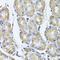 BCL2 Associated Athanogene 5 antibody, abx006615, Abbexa, Western Blot image 