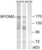 Myomesin 2 antibody, LS-B9842, Lifespan Biosciences, Western Blot image 