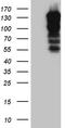 SH3 and PX domain-containing protein 2A antibody, CF811758, Origene, Western Blot image 