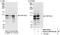 CWF19 Like Cell Cycle Control Factor 2 antibody, NBP1-78215, Novus Biologicals, Western Blot image 
