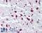 Histone H2B antibody, LS-B2035, Lifespan Biosciences, Immunohistochemistry frozen image 