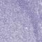 Placenta Enriched 1 antibody, NBP2-32379, Novus Biologicals, Immunohistochemistry paraffin image 