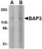 BAI1-associated protein 3 antibody, MBS150235, MyBioSource, Western Blot image 