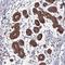 Diacylglycerol Kinase Delta antibody, NBP2-13917, Novus Biologicals, Immunohistochemistry frozen image 