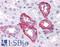 Aph-1 Homolog A, Gamma-Secretase Subunit antibody, LS-B4350, Lifespan Biosciences, Immunohistochemistry frozen image 