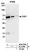 TNF Receptor Associated Factor 3 antibody, A304-539A, Bethyl Labs, Immunoprecipitation image 