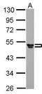 Fibrinogen Gamma Chain antibody, TA308425, Origene, Western Blot image 