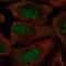 RP2 Activator Of ARL3 GTPase antibody, NBP2-55193, Novus Biologicals, Immunofluorescence image 