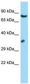 ERF3A antibody, TA338307, Origene, Western Blot image 