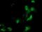 Meis Homeobox 3 antibody, NBP2-45813, Novus Biologicals, Immunofluorescence image 