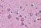 Netrin G2 antibody, MBS245544, MyBioSource, Immunohistochemistry frozen image 