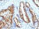 Kallikrein Related Peptidase 3 antibody, V2629IHC-7ML, NSJ Bioreagents, Immunohistochemistry frozen image 