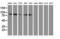 Gephyrin antibody, LS-C172534, Lifespan Biosciences, Western Blot image 