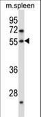 Docking Protein 7 antibody, LS-C167503, Lifespan Biosciences, Western Blot image 