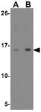 Relaxin 3 antibody, GTX17243, GeneTex, Western Blot image 
