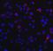 DExD/H-Box Helicase 58 antibody, A00244, Boster Biological Technology, Immunofluorescence image 