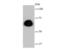 p65 antibody, NBP2-67352, Novus Biologicals, Western Blot image 