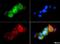 HSP90AA1 antibody, NBP1-77682, Novus Biologicals, Immunocytochemistry image 