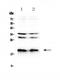Neuropeptide S antibody, A01290-1, Boster Biological Technology, Western Blot image 