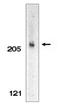 Morphogenetic neuropeptide antibody, orb108663, Biorbyt, Western Blot image 