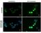 Tet Methylcytosine Dioxygenase 1 antibody, GTX627420, GeneTex, Immunocytochemistry image 