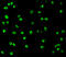 Nuclear distribution protein nudE-like 1 antibody, A02478, Boster Biological Technology, Immunofluorescence image 