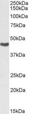 Argininosuccinate synthase antibody, orb341500, Biorbyt, Western Blot image 