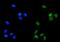 Protein Phosphatase 2 Catalytic Subunit Alpha antibody, M01893-1, Boster Biological Technology, Immunofluorescence image 