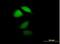 P23K antibody, H00003208-B01P, Novus Biologicals, Immunofluorescence image 
