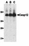 Caspase-12 antibody, orb74514, Biorbyt, Western Blot image 