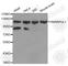 Heterogeneous Nuclear Ribonucleoprotein U Like 1 antibody, A4486, ABclonal Technology, Western Blot image 