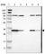 NADH-cytochrome b5 reductase 1 antibody, HPA014147, Atlas Antibodies, Western Blot image 